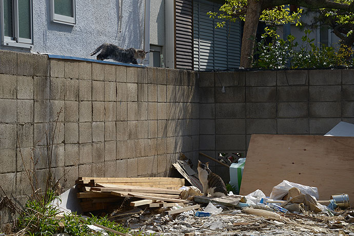 街のねこたち