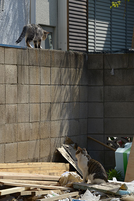 街のねこたち