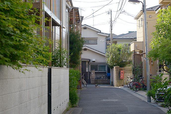 街のねこたち