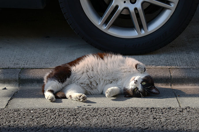 街のねこたち