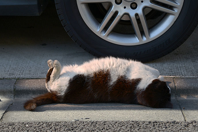 街のねこたち