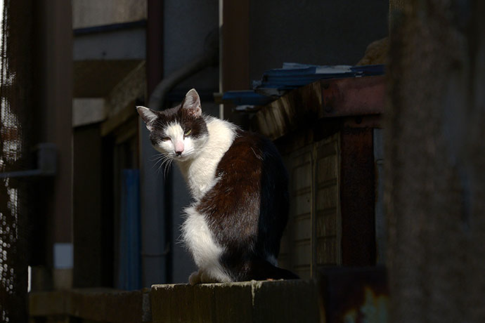 街のねこたち