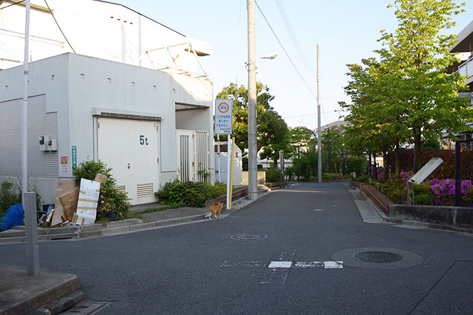 街のねこたち