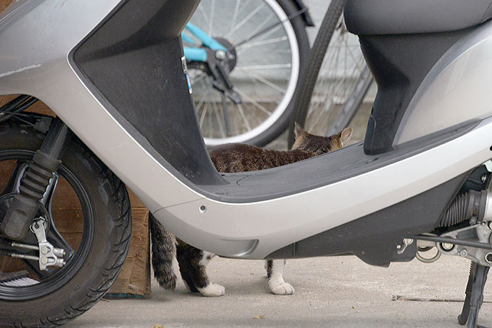 街のねこたち