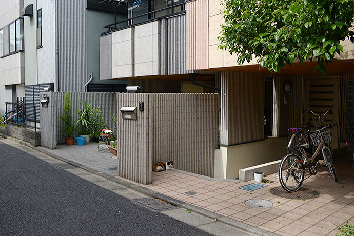 街のねこたち