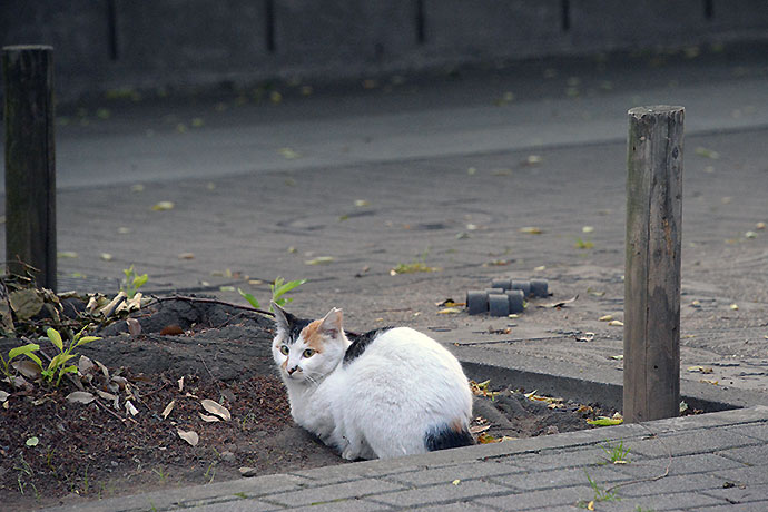 街のねこたち