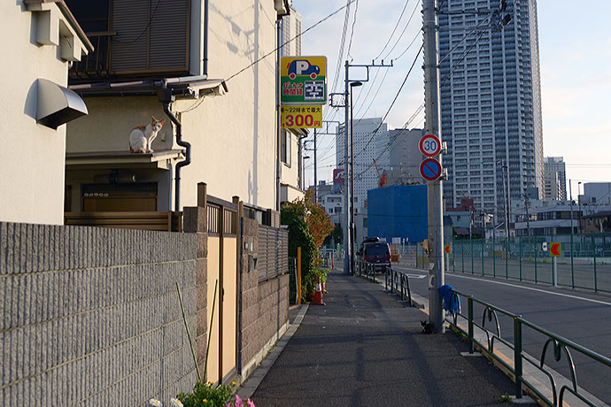 街のねこたち