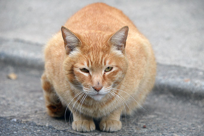 街のねこたち