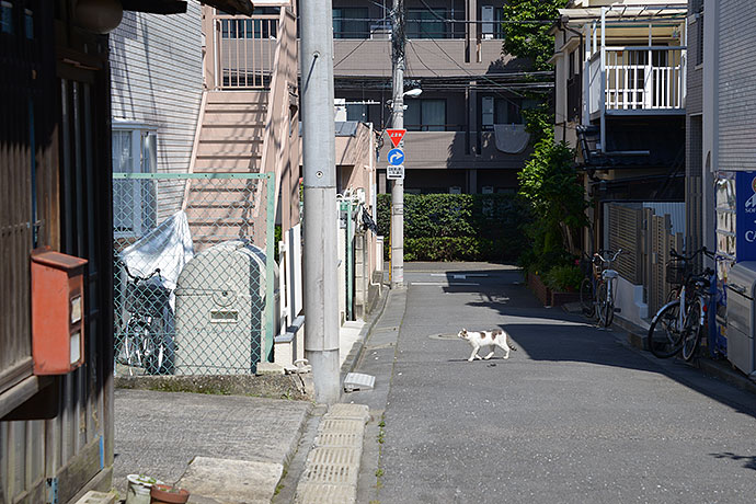 街のねこたち