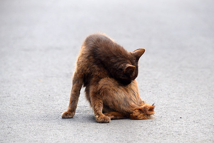街のねこたち
