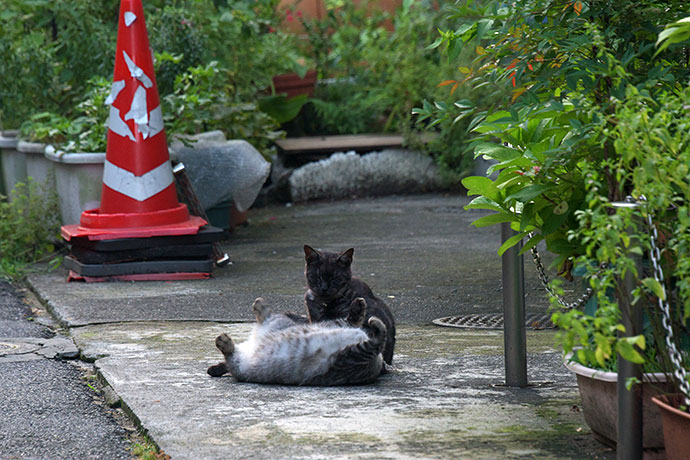 街のねこたち