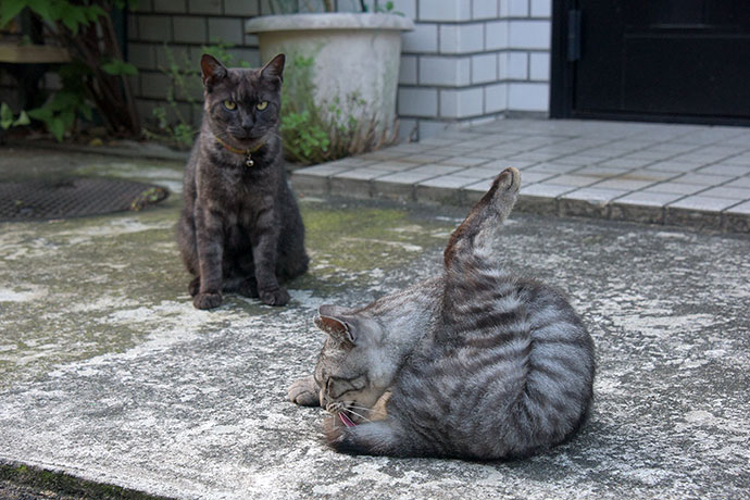街のねこたち