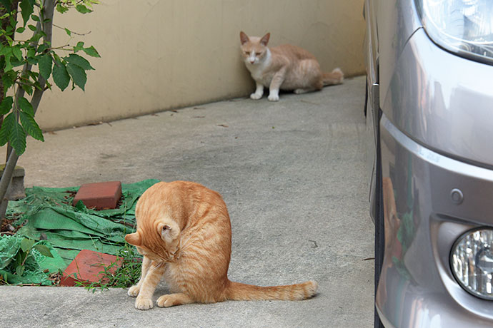 街のねこたち