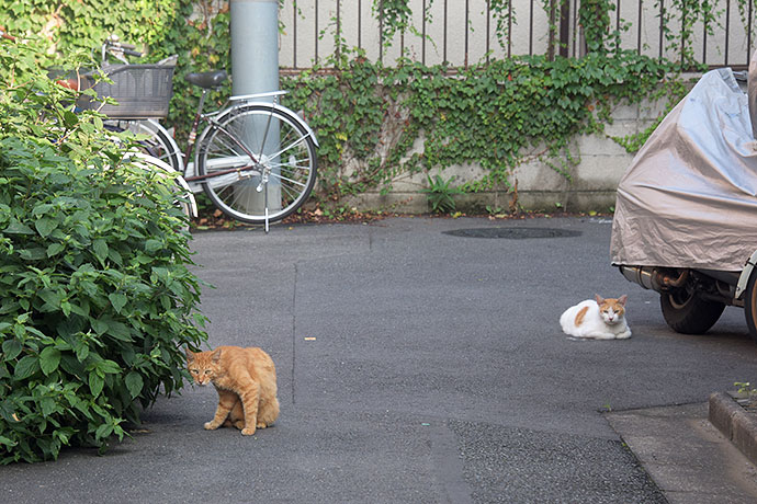 街のねこたち