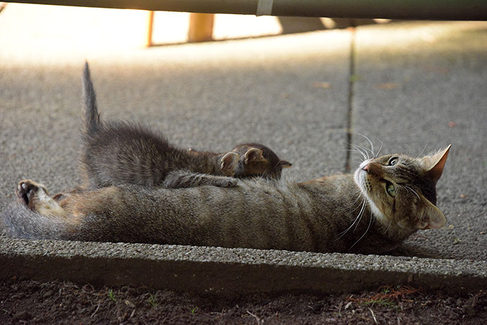 街のねこたち