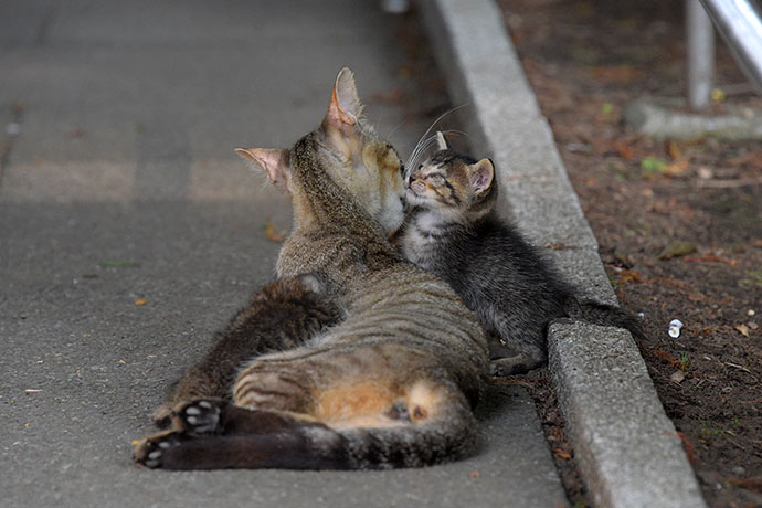 街のねこたち