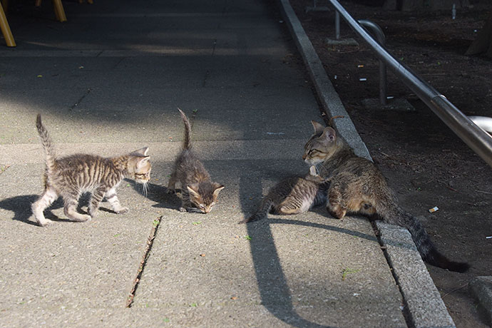 街のねこたち