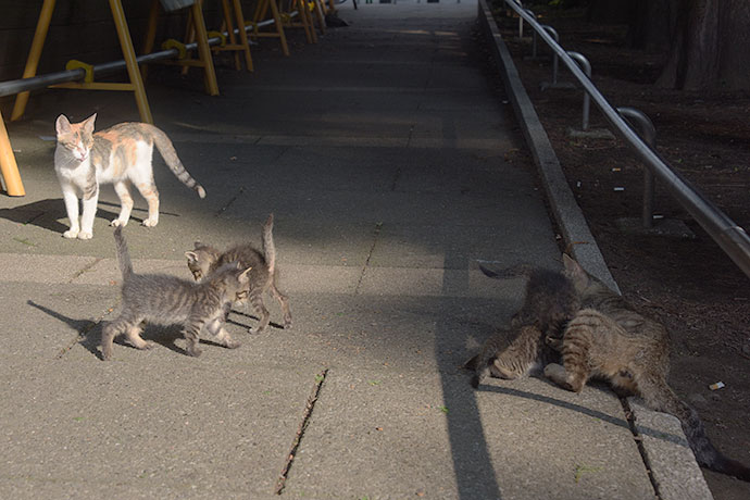 街のねこたち