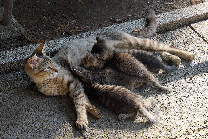 街のねこたち