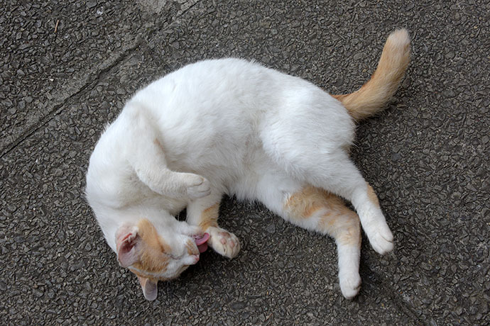 街のねこたち