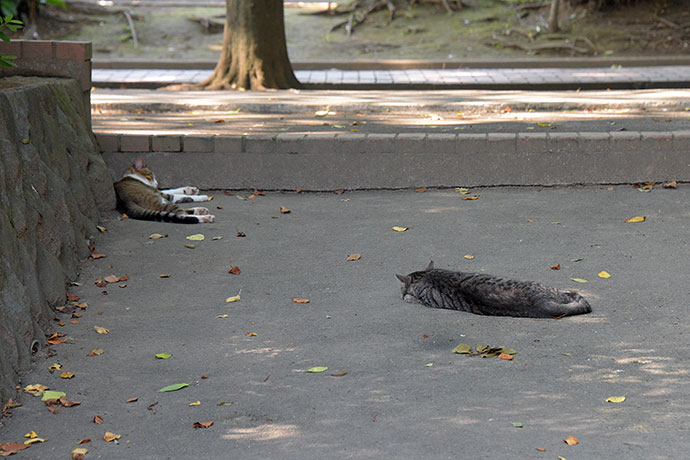 街のねこたち