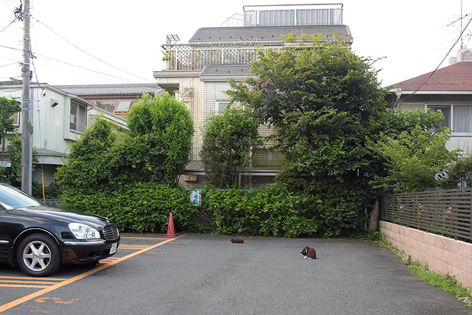 街のねこたち