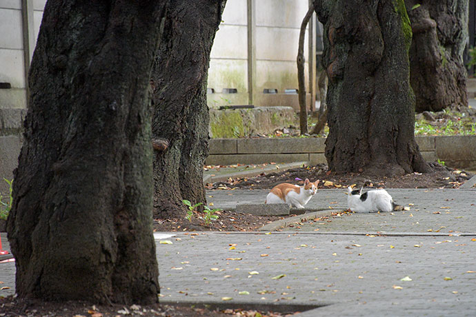 街のねこたち