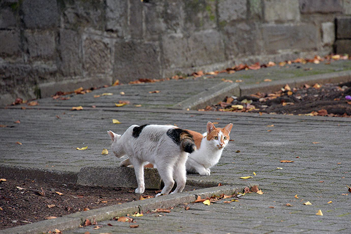 街のねこたち