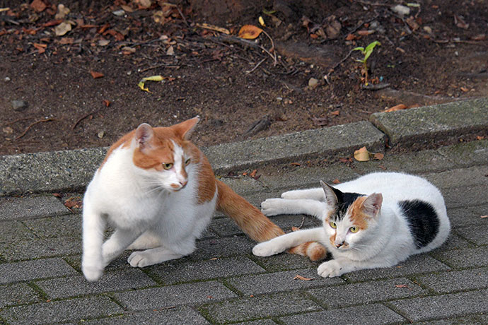 街のねこたち