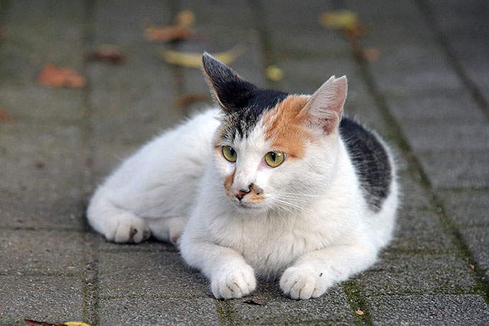 街のねこたち
