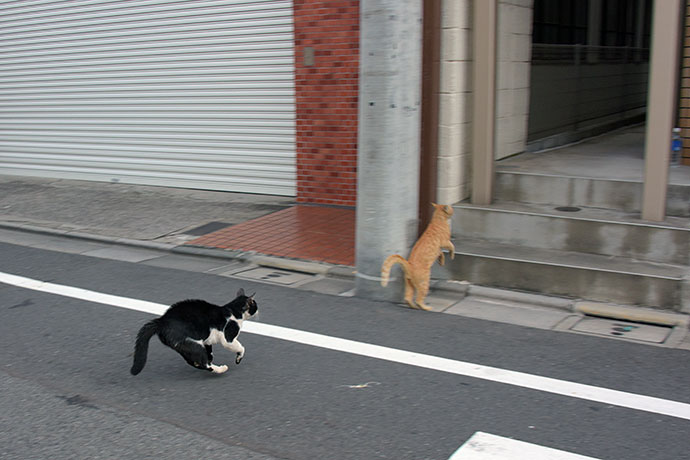 街のねこたち