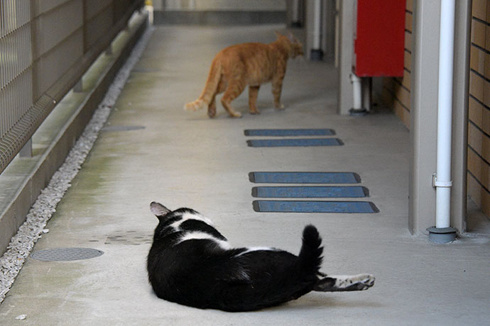 街のねこたち