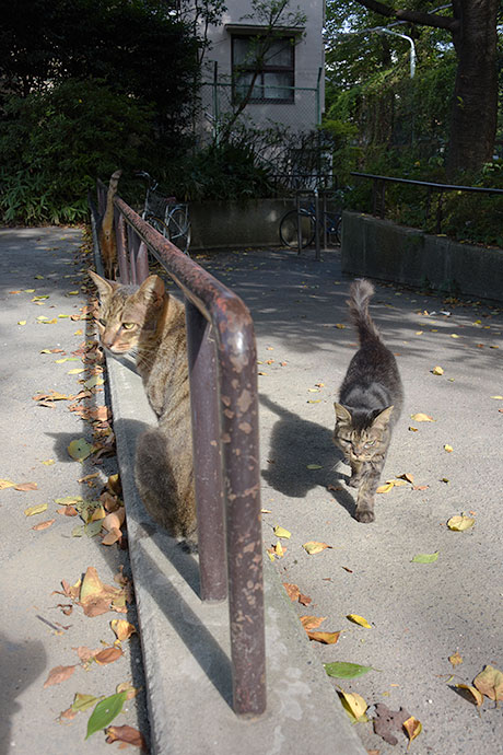 街のねこたち