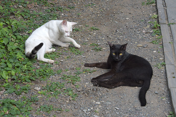 街のねこたち