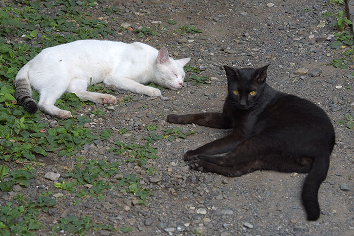 街のねこたち