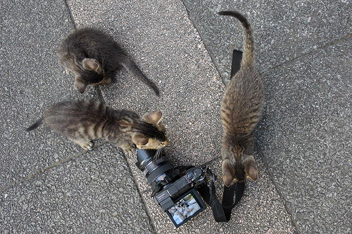 街のねこたち