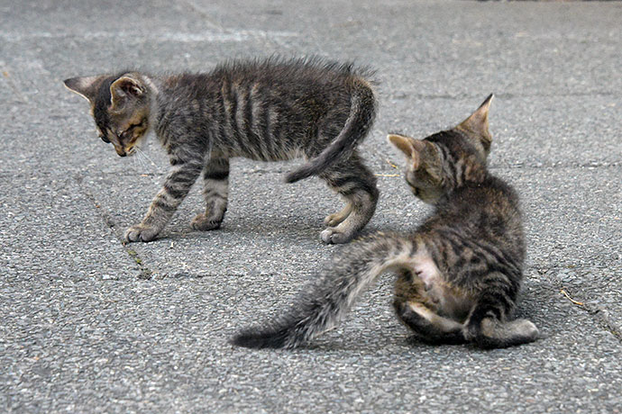 街のねこたち