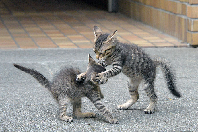 街のねこたち
