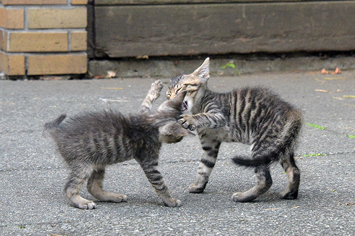 街のねこたち