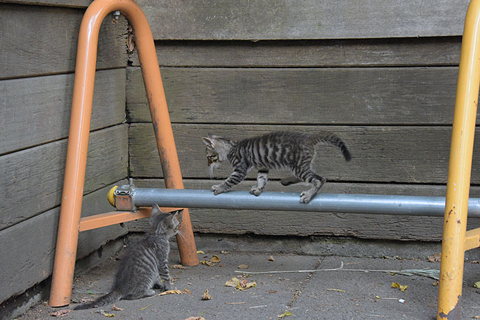 街のねこたち