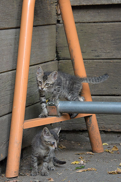 街のねこたち