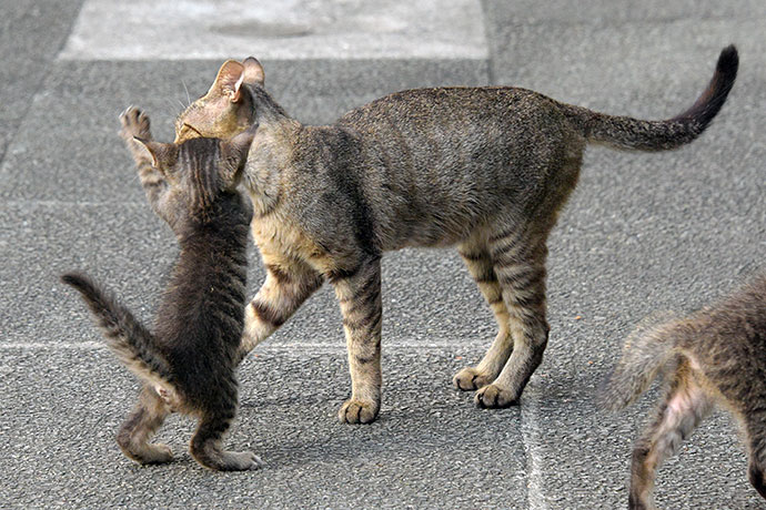 街のねこたち