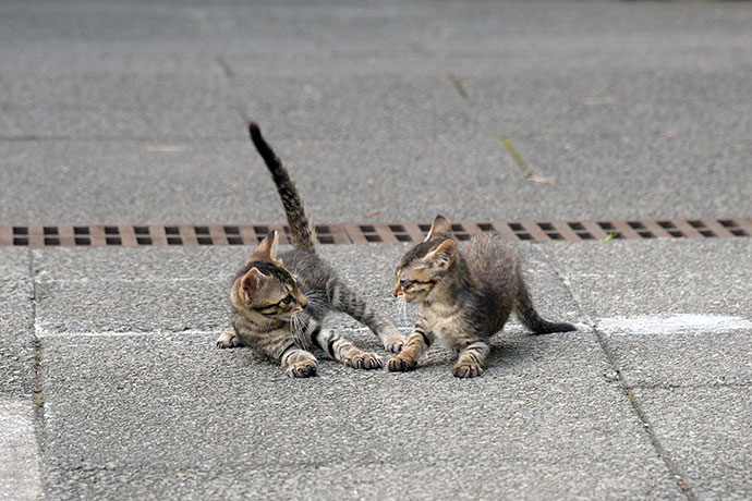 街のねこたち