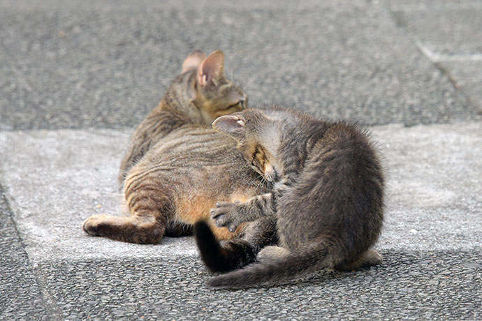 街のねこたち
