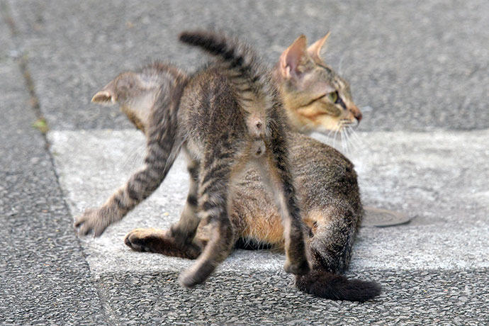 街のねこたち