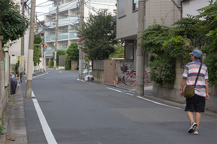 街のねこたち