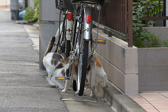 街のねこたち