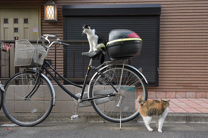 街のねこたち