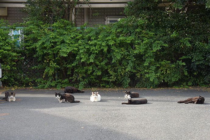 街のねこたち