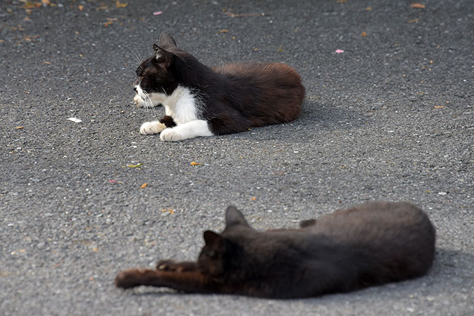 街のねこたち